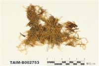 藏品(假懸苔屬)的圖片